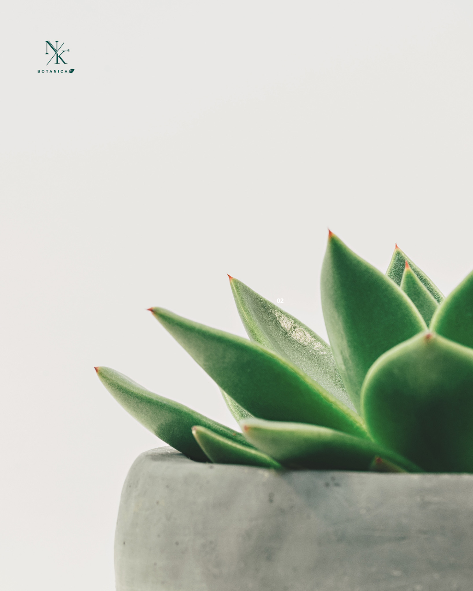 Best Organic Skincare | NK Botanica’s Sustainable Routine 